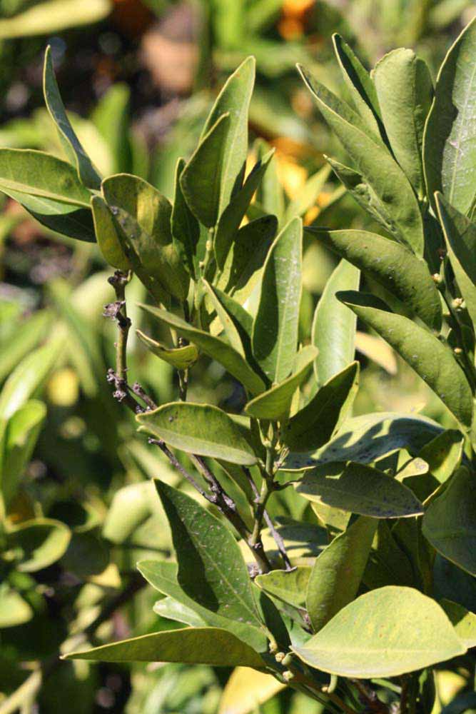            Sun leaves (Riverside, CA)   